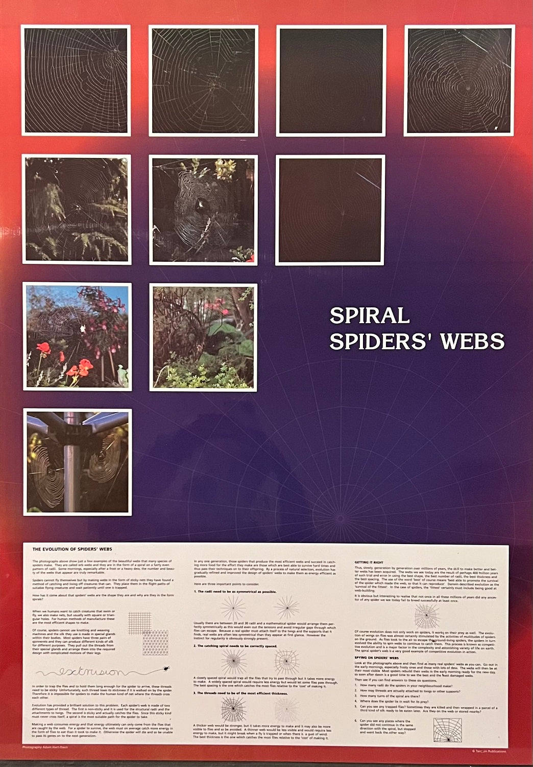 Spiral Spider's Web Poster