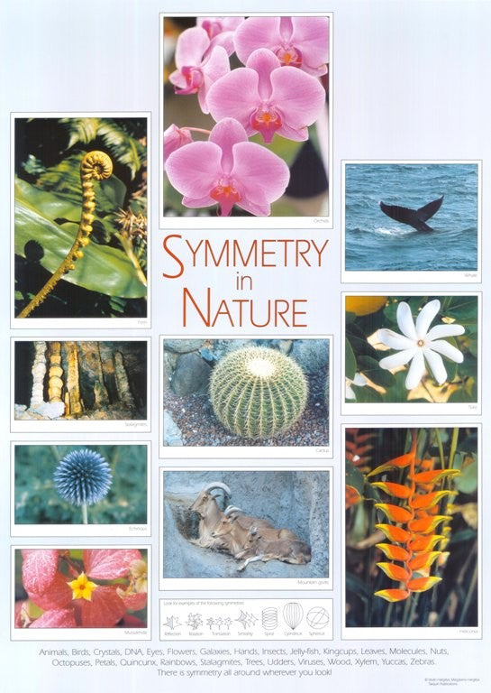 Symmetry in Nature Poster